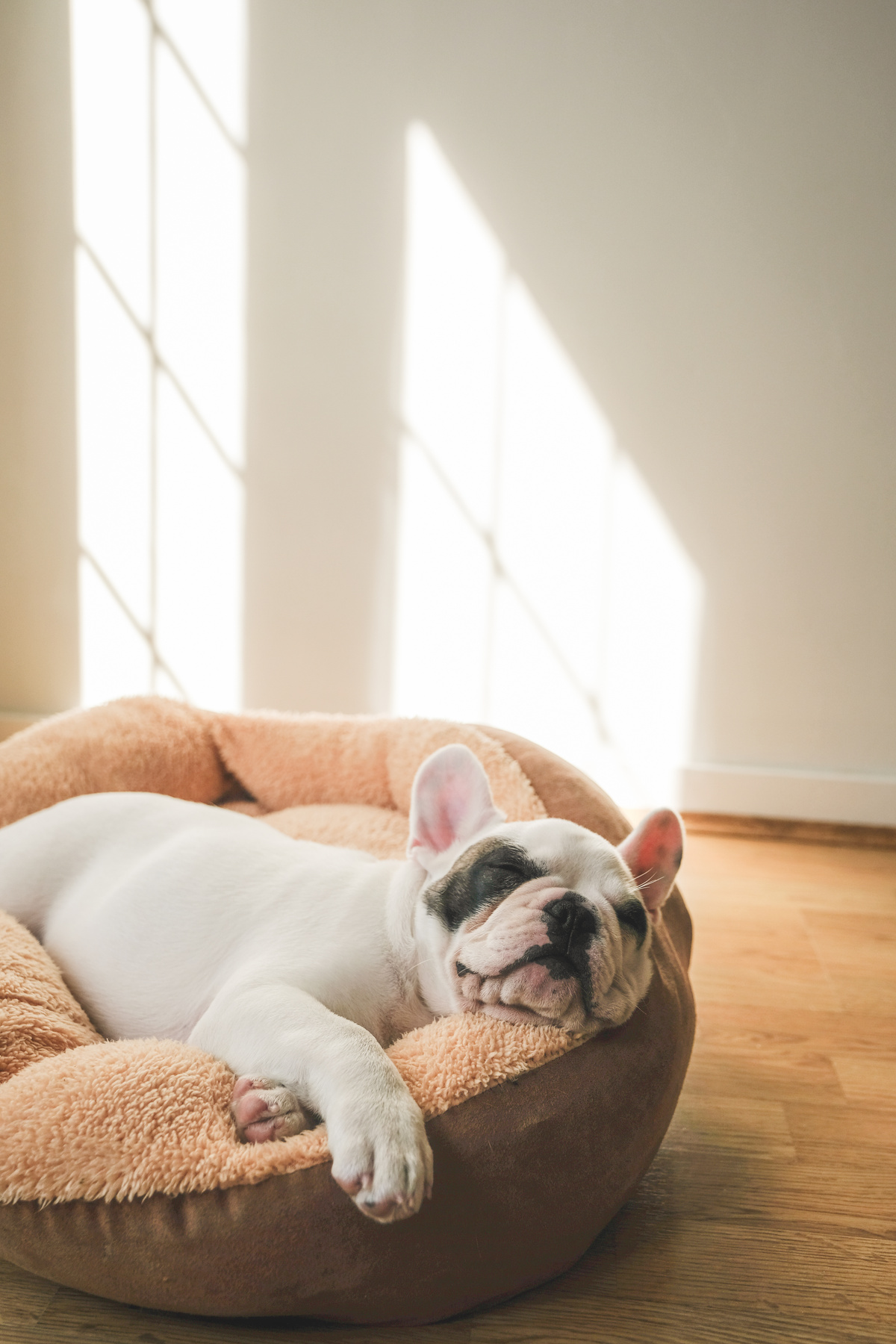 French Bulldog Puppy sleeping on dog bed