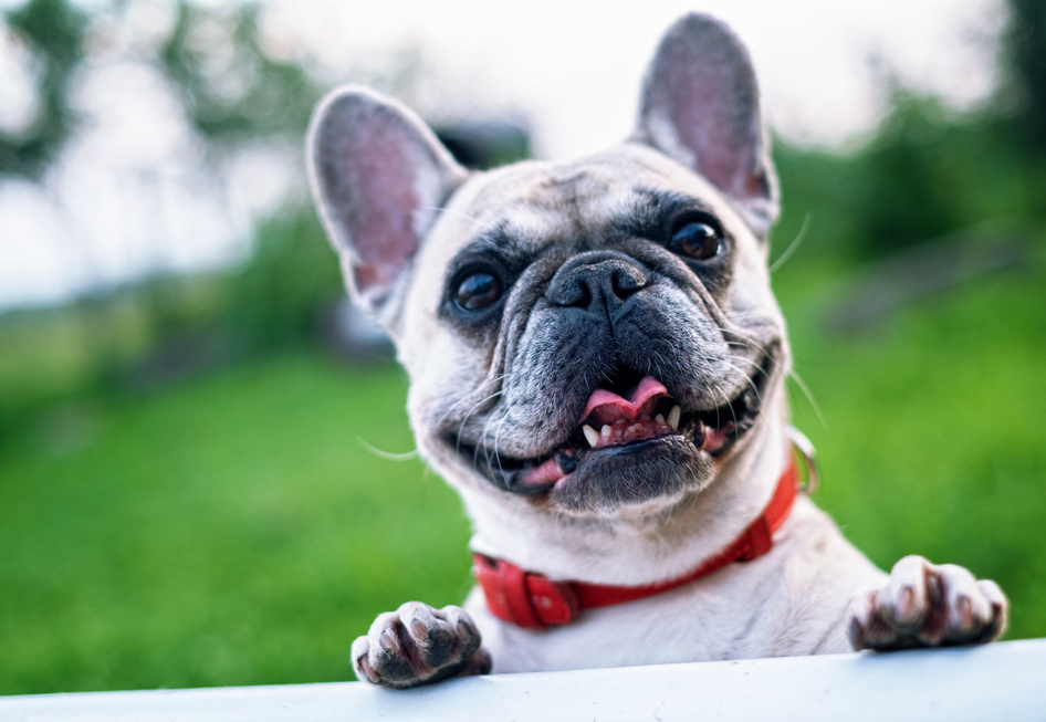 Portrait of a French Bulldog